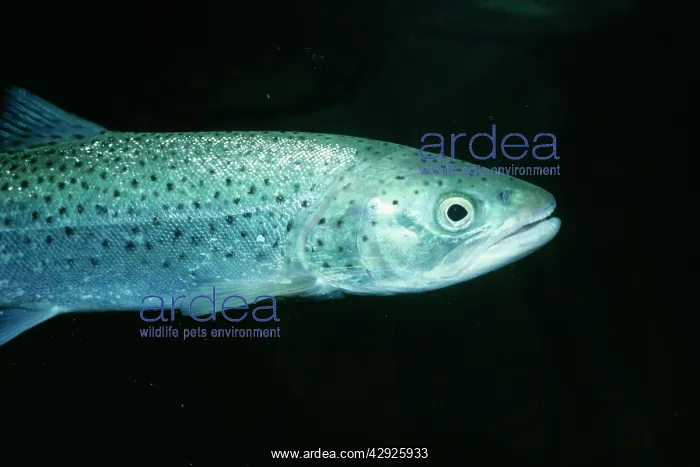  : SEA TROUT (Salmo trutta)