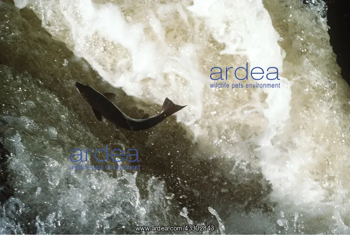 : SEA TROUT JUMPING FALLS : SEA TROUT JUMPING FALLS