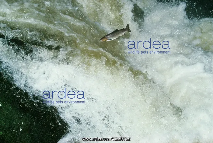: Sea Trout - a type of Brown Trout, jumping falls : Sea Trout - a type of Brown Trout, jumping falls