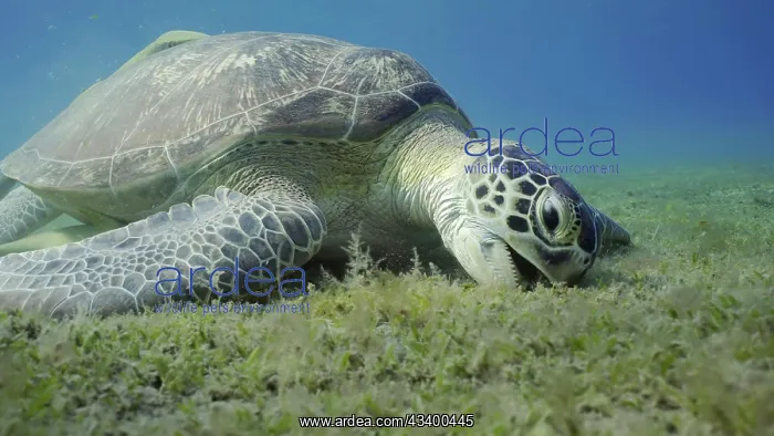 : Sea turtle grazing on the seaseabed, slow motion : Sea turtle grazing on the seaseabed, slow motion