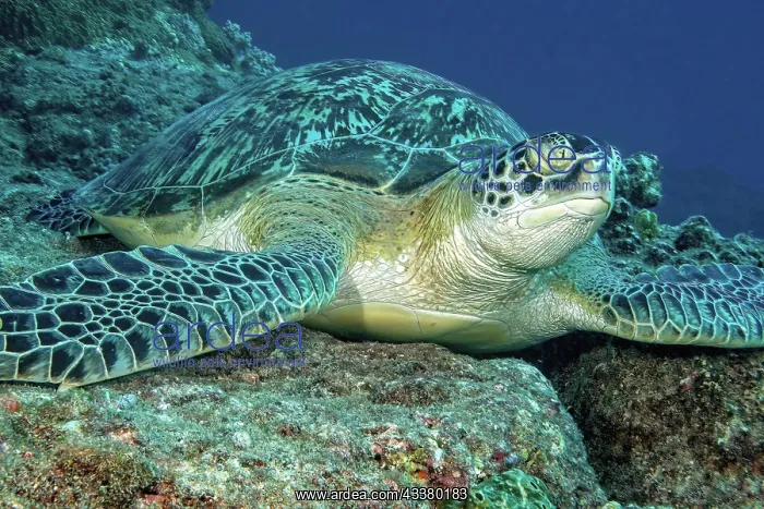: Sea turtle Green turtle (Chelonia mydas) Green t : Sea turtle Green turtle (Chelonia mydas) Green t