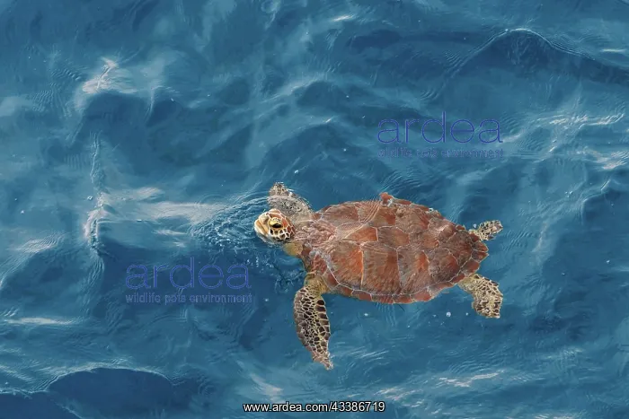 : Sea turtle at the gulf of mexico : Sea turtle at the gulf of mexico