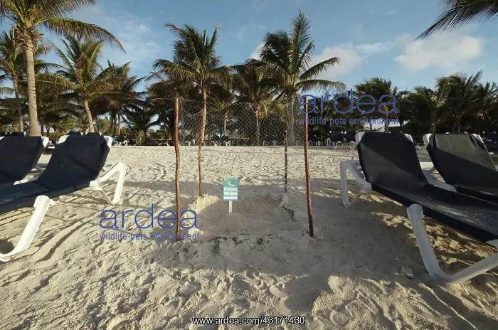 : Sea turtle nest : Sea turtle nest