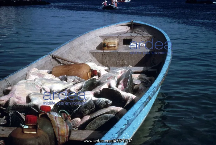 : Sea Turtle Poaching : Sea Turtle Poaching