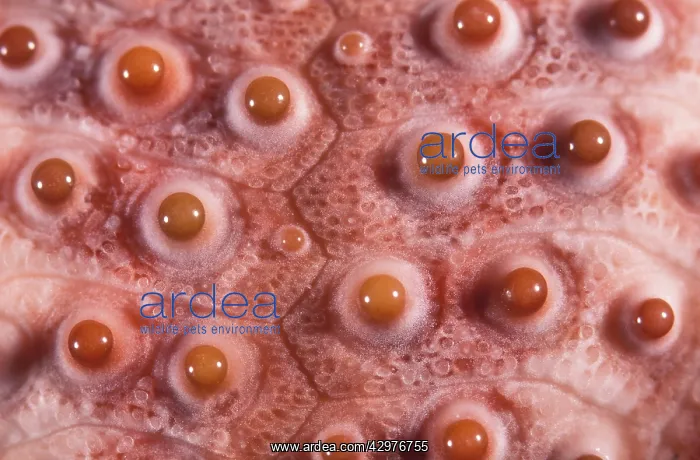 : Sea Urchin : Sea Urchin