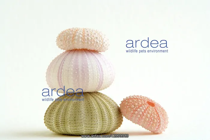 : Sea Urchin : Sea Urchin