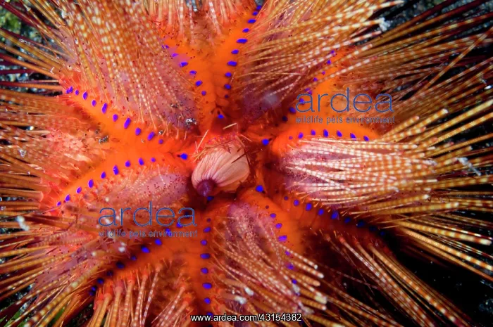 : Sea Urchin : Sea Urchin