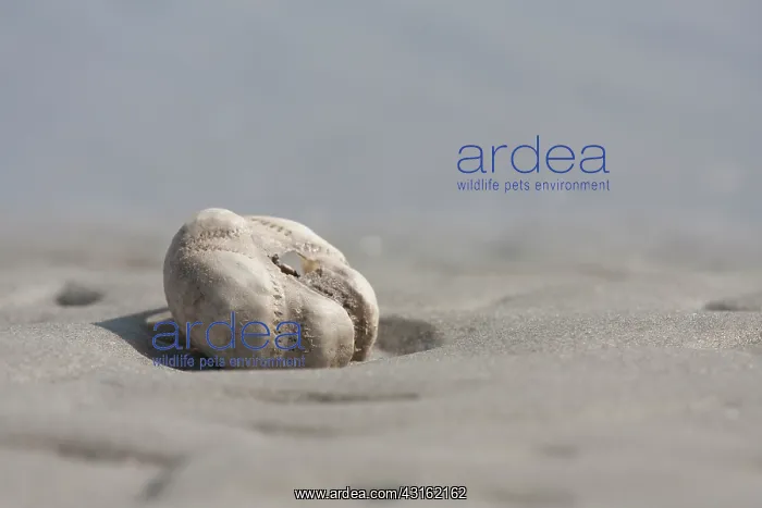 : Sea Urchin : Sea Urchin