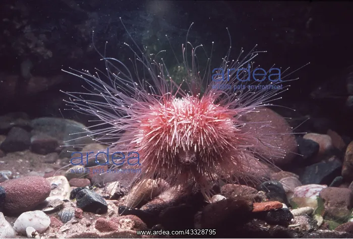 : SEA URCHIN : SEA URCHIN