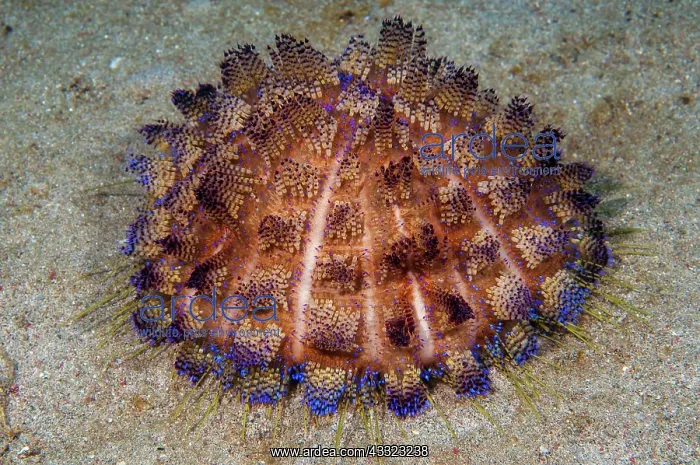 : Sea urchin (Asthenosoma varium) Fire sea urchin : Sea urchin (Asthenosoma varium) Fire sea urchin