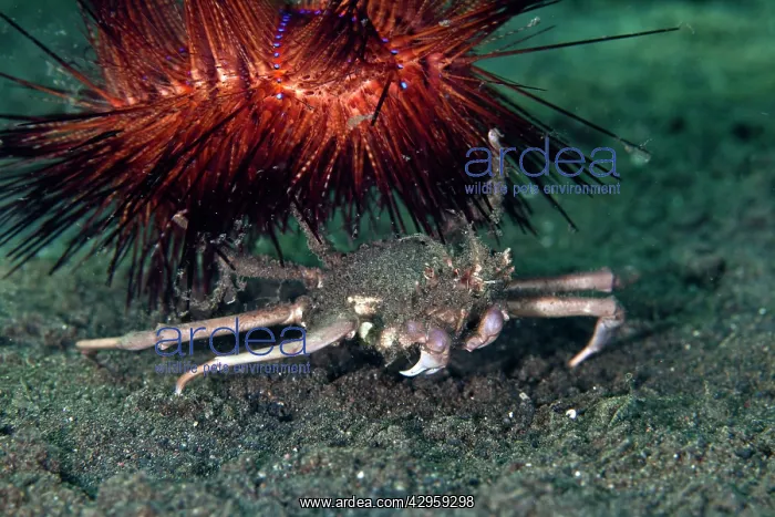 : Sea Urchin Crab - with Urchin (Astropyga radi) : Sea Urchin Crab - with Urchin (Astropyga radi)