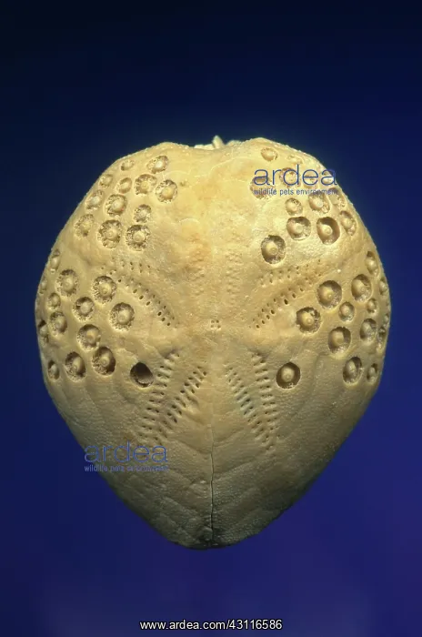 : Sea Urchin Fossil : Sea Urchin Fossil