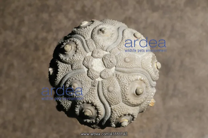 : Sea Urchin fossil : Sea Urchin fossil