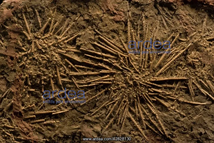 : Sea Urchin Fossils (Pennsylvannian) : Sea Urchin Fossils (Pennsylvannian)