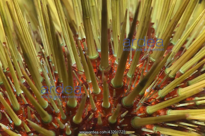 : Sea urchin (Paracentrotus lividus), Tenerife, Canary : Sea urchin (Paracentrotus lividus), Tenerife, Canary