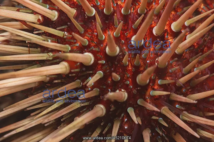: Sea urchin (Paracentrotus lividus), Tenerife, Canary : Sea urchin (Paracentrotus lividus), Tenerife, Canary