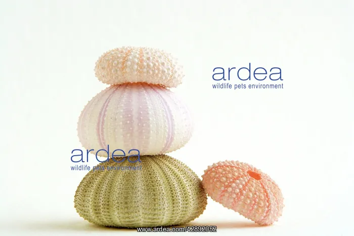 : Sea Urchin - shells in a pile : Sea Urchin - shells in a pile