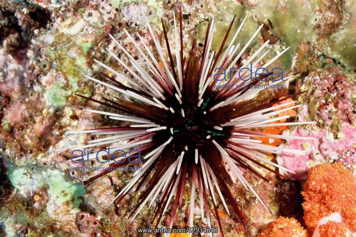 : Sea urchin, showing the sharp spines that can wound : Sea urchin, showing the sharp spines that can wound