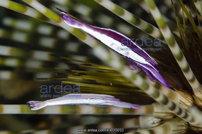 : Sea Urchin Shrimp - pair on Double-spined Urchin : Sea Urchin Shrimp - pair on Double-spined Urchin