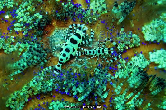 : Sea Urchin Shrimp - these shrimp spend their lives : Sea Urchin Shrimp - these shrimp spend their lives