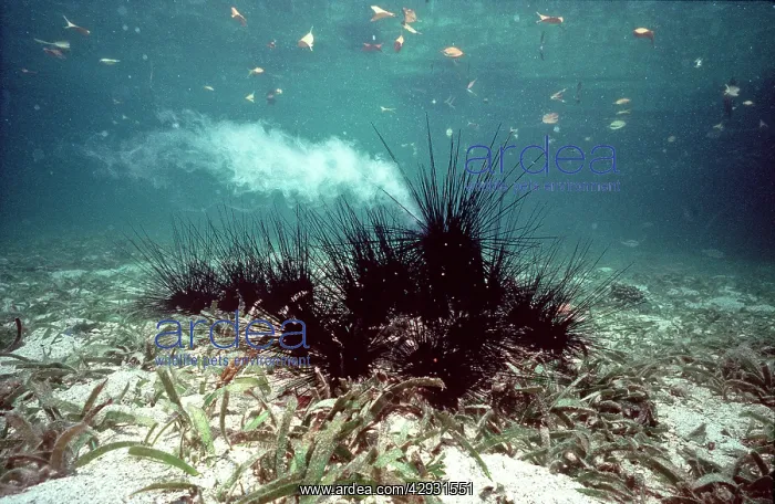 : Sea Urchin - spawning in mangrove area : Sea Urchin - spawning in mangrove area