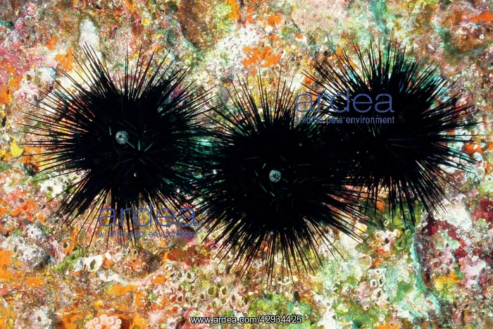 : Sea urchins; the spines can cause severe irritation : Sea urchins; the spines can cause severe irritation