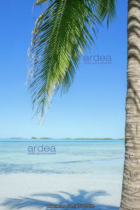 : Sea view and palm tree in Moorea, French Polynesia, Oceania : Sea view and palm tree in Moorea, French Polynesia, Oceania