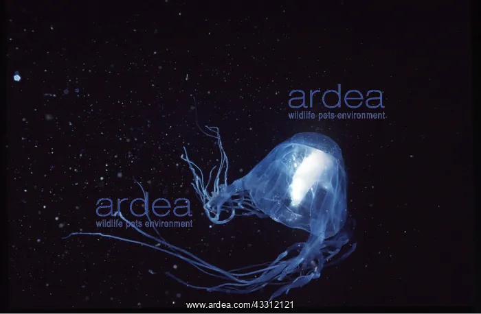 : SEA WASP / Box Jellyfish : SEA WASP / Box Jellyfish