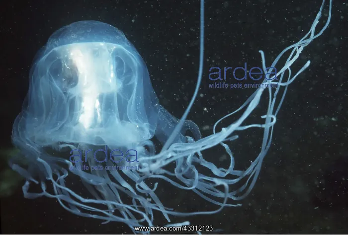 : SEA WASP / Box Jellyfish - with fish : SEA WASP / Box Jellyfish - with fish
