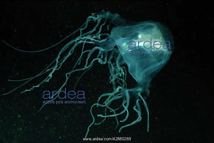: SEA WASP / Box Jellyfish - with Fish in bell : SEA WASP / Box Jellyfish - with Fish in bell