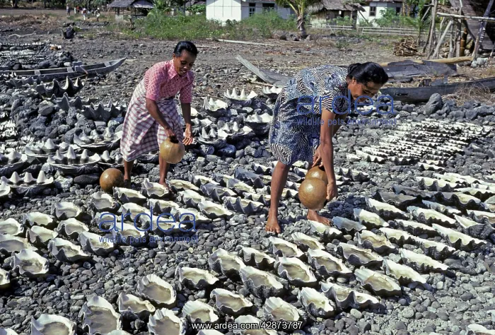 : Sea water drying in clam shells is is the only : Sea water drying in clam shells is is the only