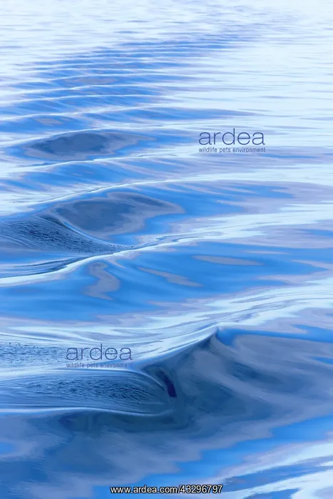 : Sea waves, Croatia, Europe Wellenmuster : Sea waves, Croatia, Europe Wellenmuster