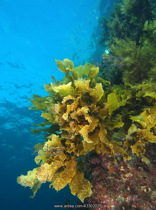 : Sea weed (Ecklonia radiata) is growing abundant : Sea weed (Ecklonia radiata) is growing abundant