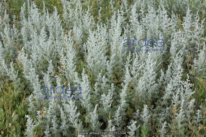 : Sea Wormwood : Sea Wormwood