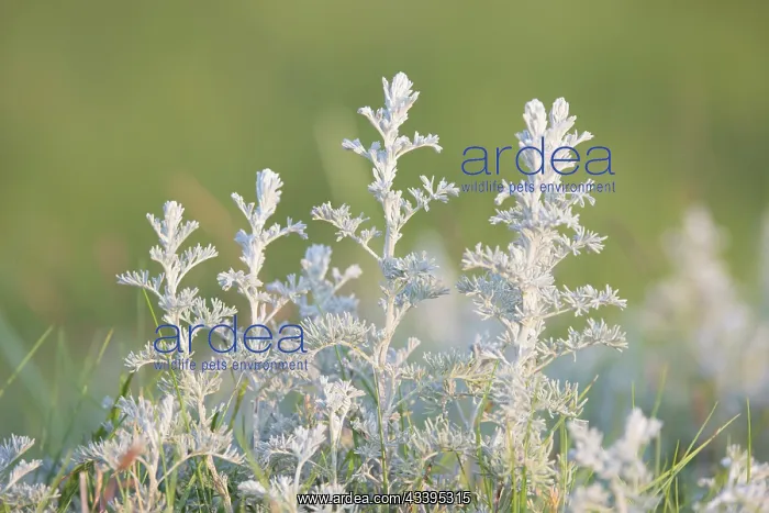 : Sea Wormwood : Sea Wormwood