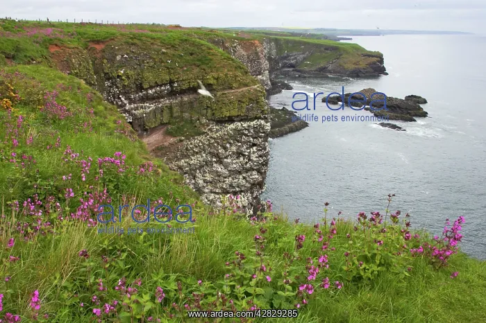 : Seabird Cliffs : Seabird Cliffs
