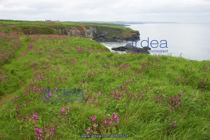 : Seabird Cliffs : Seabird Cliffs