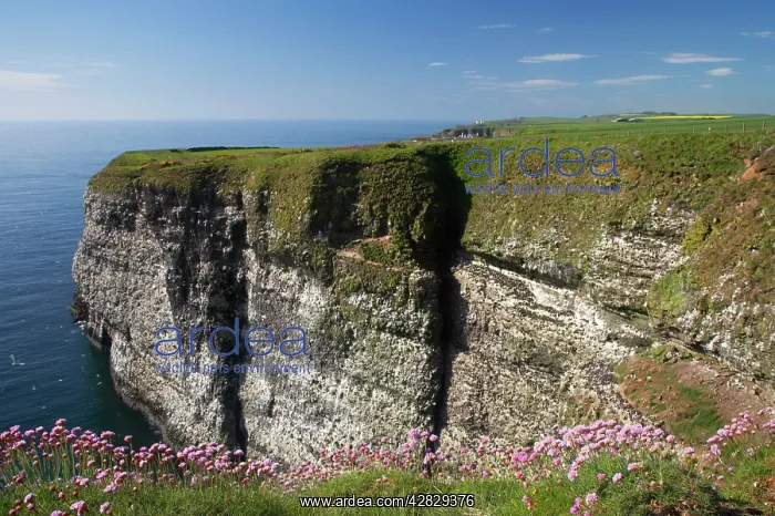 : Seabird Cliffs : Seabird Cliffs