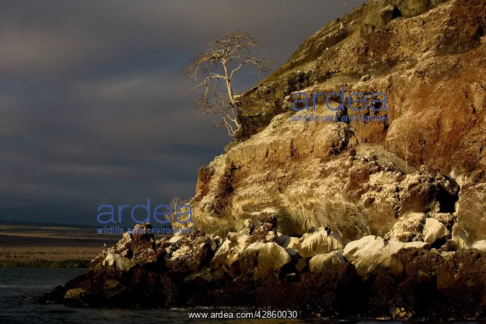 : Seabird colonies on the Mariellas islands, evening : Seabird colonies on the Mariellas islands, evening