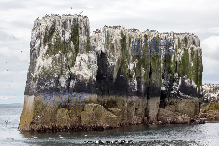 : Seabirds on cliff, Farne. Farne Islands, England : Seabirds on cliff, Farne. Farne Islands, England
