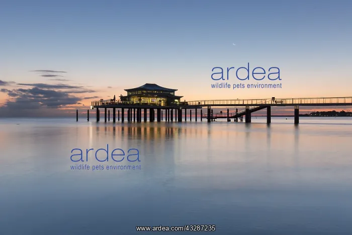 : Seabridge with restaurant at dusk - Timmendorfer : Seabridge with restaurant at dusk - Timmendorfer