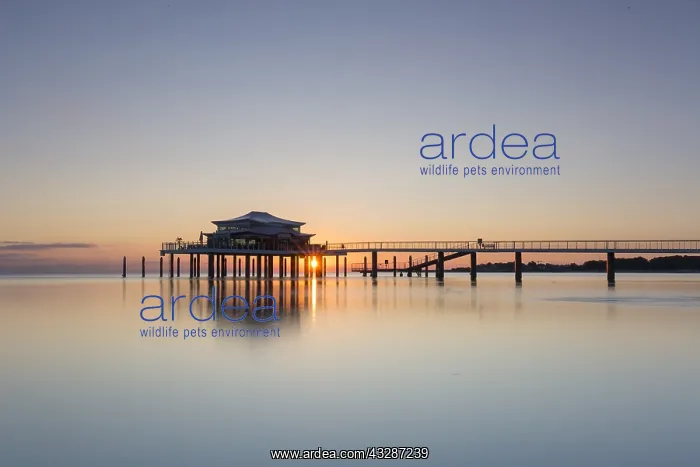 : Seabridge with restaurant at sunrise - Timmendorfer : Seabridge with restaurant at sunrise - Timmendorfer