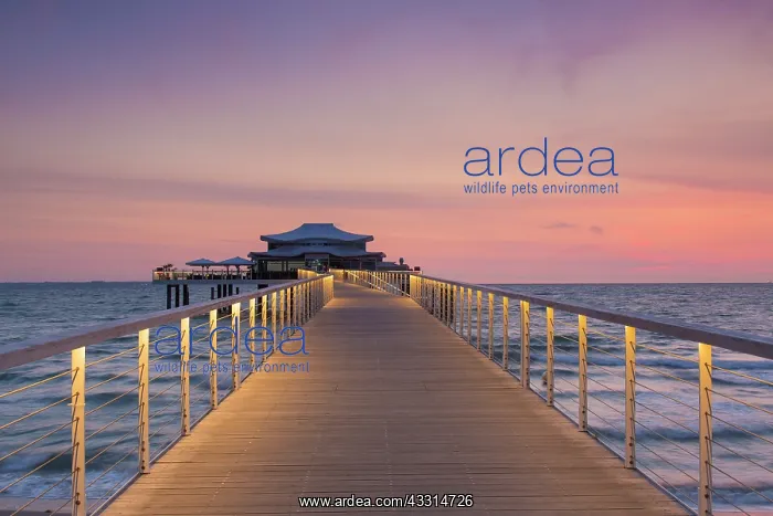 : Seabridge with restaurant at sunrise - Timmendorfer : Seabridge with restaurant at sunrise - Timmendorfer