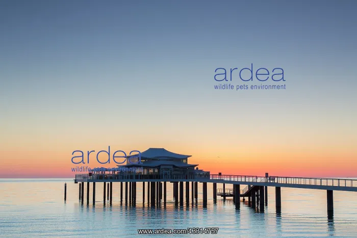 : Seabridge with restaurant at sunrise - Timmendorfer : Seabridge with restaurant at sunrise - Timmendorfer