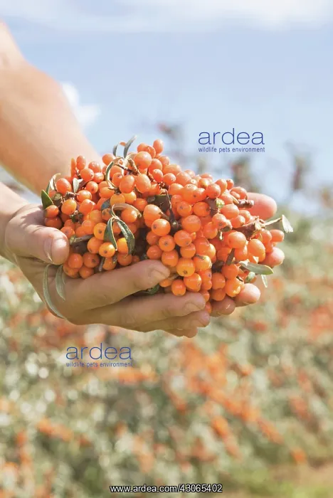 : SeaBuckthorn : SeaBuckthorn
