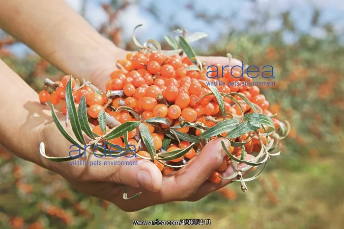 : SeaBuckthorn : SeaBuckthorn