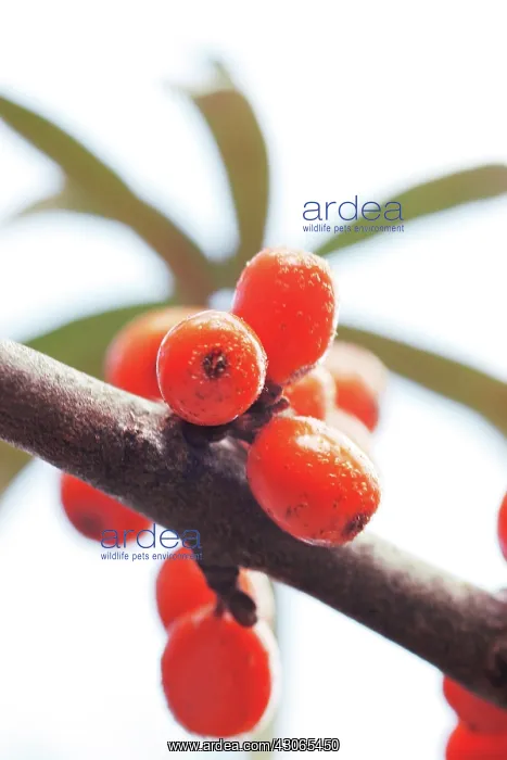 : SeaBuckthorn : SeaBuckthorn
