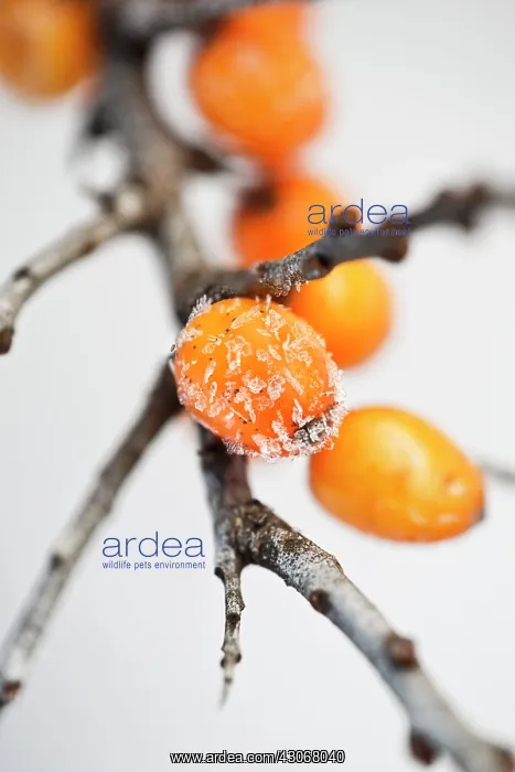 : SeaBuckthorn : SeaBuckthorn