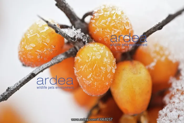 : SeaBuckthorn : SeaBuckthorn