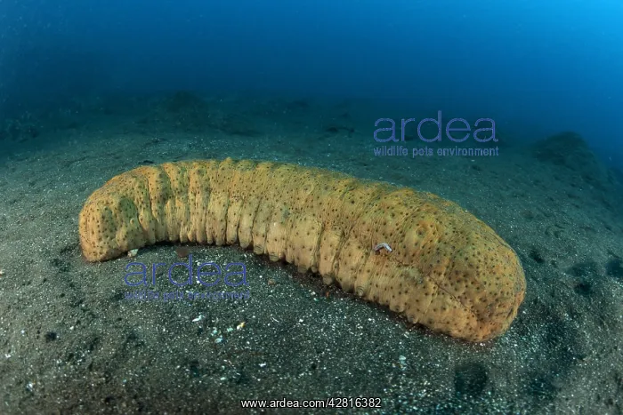 : Seacucumber, Stichopus variegatus, Witu Islands, West New Br : Seacucumber, Stichopus variegatus, Witu Islands, West New Br
